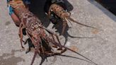 Two deaths reported in Florida Keys as lobster miniseason starts, sheriff’s office says