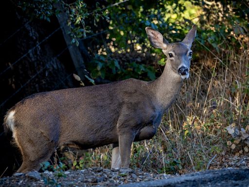 Michigan deer harvest numbers see 'really notable' increase in 2023