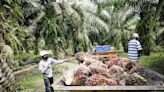 Sarawak premier tells oil palm planters mechanised harvesting can solve labour shortage