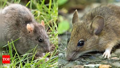 Rat Vs Mouse: Major differences, identification and more | - Times of India