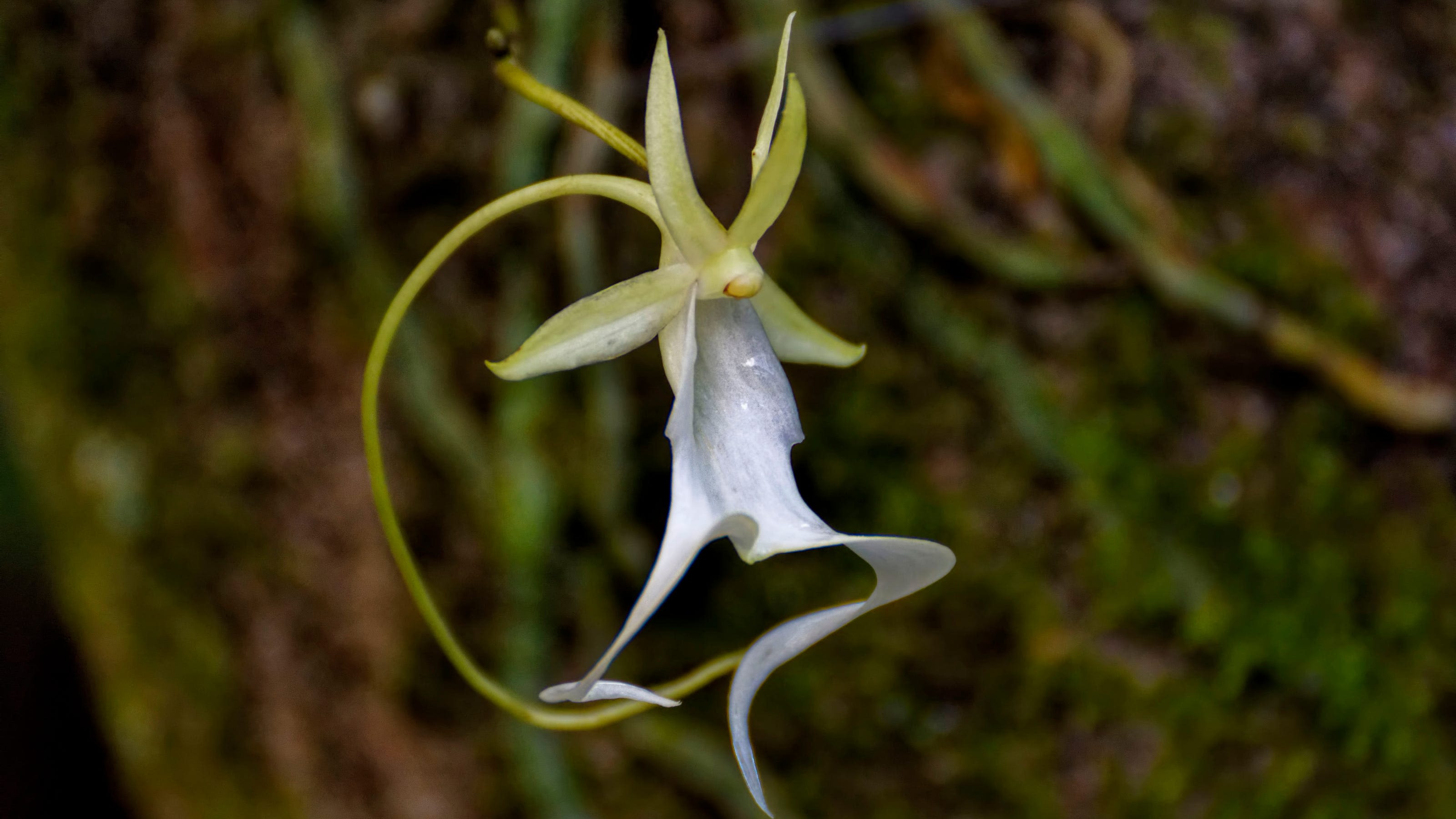 Feds agree to start process that could establish ghost orchid habitat in south Florida