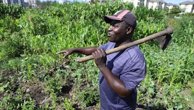 Farmers in Africa say their soil is dying and chemical fertilizers are in part to blame