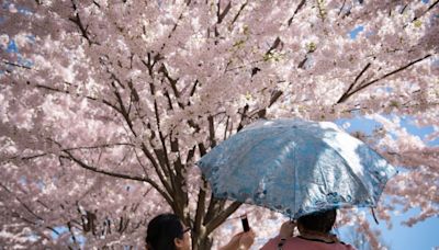 Toronto cherry blossoms in High Park expected to reach peak bloom Monday