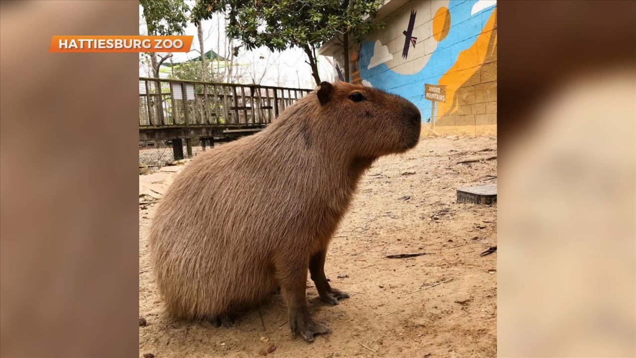 Hattiesburg Zoo's Coco the Capybara celebrates their birthday - WXXV News 25