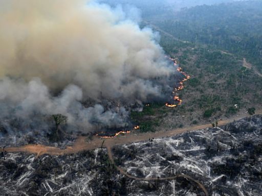 Amazon forest has lost an area the size of Germany and France