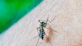 Por lluvias, llaman a prevenir el dengue