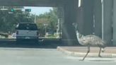 Video Shows Emu Dodging Traffic, Running Away From Cops In Houston