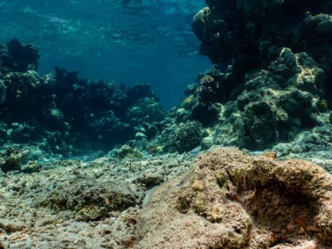 深海發現「地球電池」可電解海水產生氧氣 | 海底 | 光合作用 | 礦物 | 大紀元