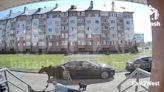 WATCH: Woman knocked over as rampaging moose runs loose in Russian city