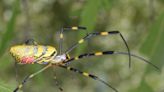 Giant ‘flying’ Joro spiders could soon invade N.J., N.Y. and Pa., experts say