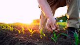 Agricultura regenerativa, la clave para un futuro sostenible
