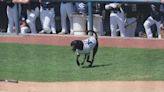 UC Davis' bat-retrieving dog might be one of a kind