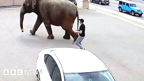 Runaway circus elephant stops traffic in Montana