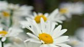 Are Daisies Perennials or Annuals? Plus, the Best Types to Grow