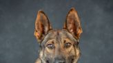 Sheriff's office releases names of deputies involved in weekend shooting where K-9 died