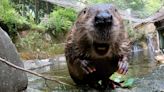 Might South Dakota beavers receive some protections?