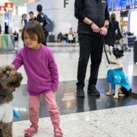 Turkey therapy dogs join Istanbul Airport staff