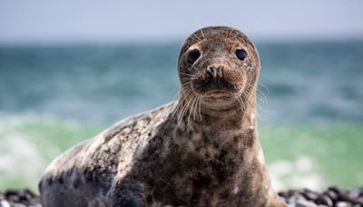 Baby Rescue Seal Prepping for Release Into Wild Is the Definition of Sweetness