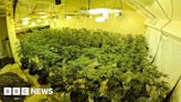 Police find cannabis plants worth £295,000 in Ashington