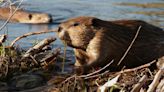 Scientists use beavers to fight climate change