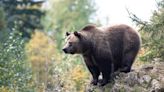 Elle se fait tuer par un ours sous les yeux de son petit ami, les détails sont glaçants