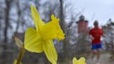 What's the most famous flower on Cape? Photographer Stephen Heaslip says daffodil.