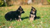 4 German Shepherd Mix Puppies Abandoned at Georgia Church