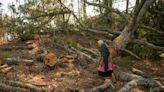 Acusan ecocidio en Oaxaca por tala en bosques de Juxtlahuaca para programa de manejo forestal