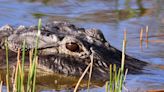 Woman killed in alligator attack while walking dog near golf course lagoon in South Carolina