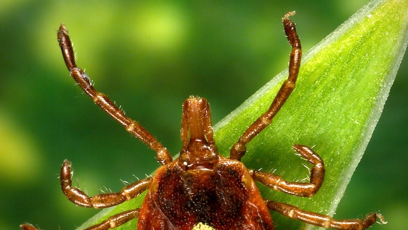 Tick linked to serious meat, dairy allergies spreading in U.S.