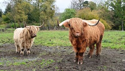 Online scammers put Muiravonside Country Park Highland cows up for sale