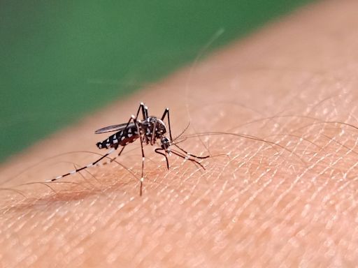 Nearly 200 NY, NJ residents diagnosed with dengue fever amid spike in cases