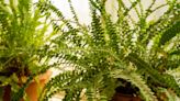 How to Grow and Care for a Japanese Holly Fern, a Glossy Green Houseplant That Requires Minimal Upkeep