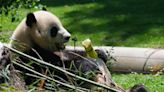 El Zoo de Madrid presenta oficialmente la nueva pareja de pandas gigantes procedentes de China