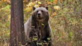 Grizzly bear activity closes area in Beartooth Ranger District