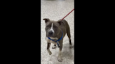 ‘Scared’ dog was tied to train tracks for hours — until rescue came, Ohio warden says