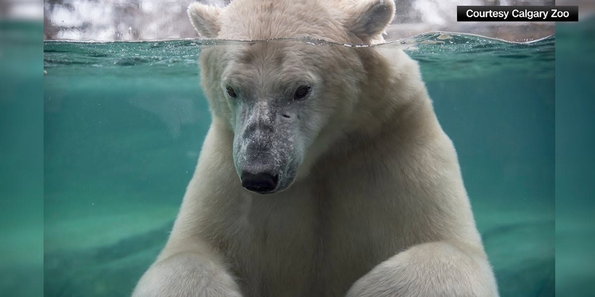 Polar bear dies in tragic accident while playing with another polar bear, zoo says