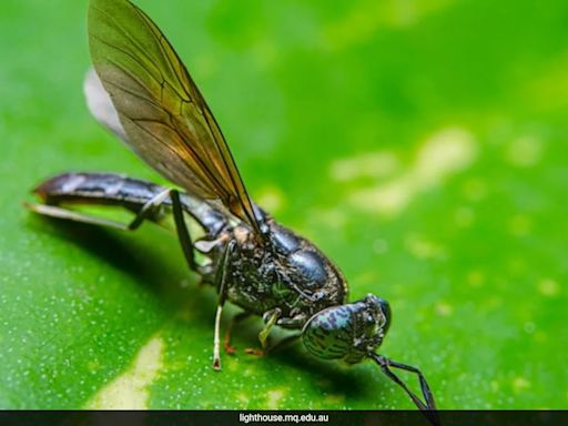 Scientists Create Superflies, Engineered To Devour Human Poop And Clean Up Our Streets