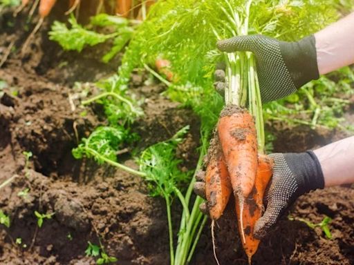 Preço da terra duplica no mundo e ameaça clima e produção de alimentos, alertam especialistas - AMAZÔNIA BRASIL RÁDIO WEB