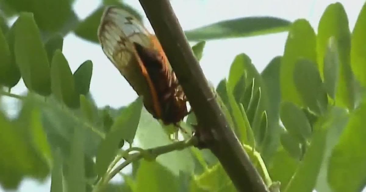 Chicago and Cook County make preparations for cicada invasion