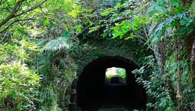 新北淡蘭古道24人登山團遭蜂群攻擊 6人被蜂螫受傷