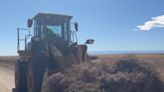 'Ocean of tumbleweeds' buried homes, yards in Colorado