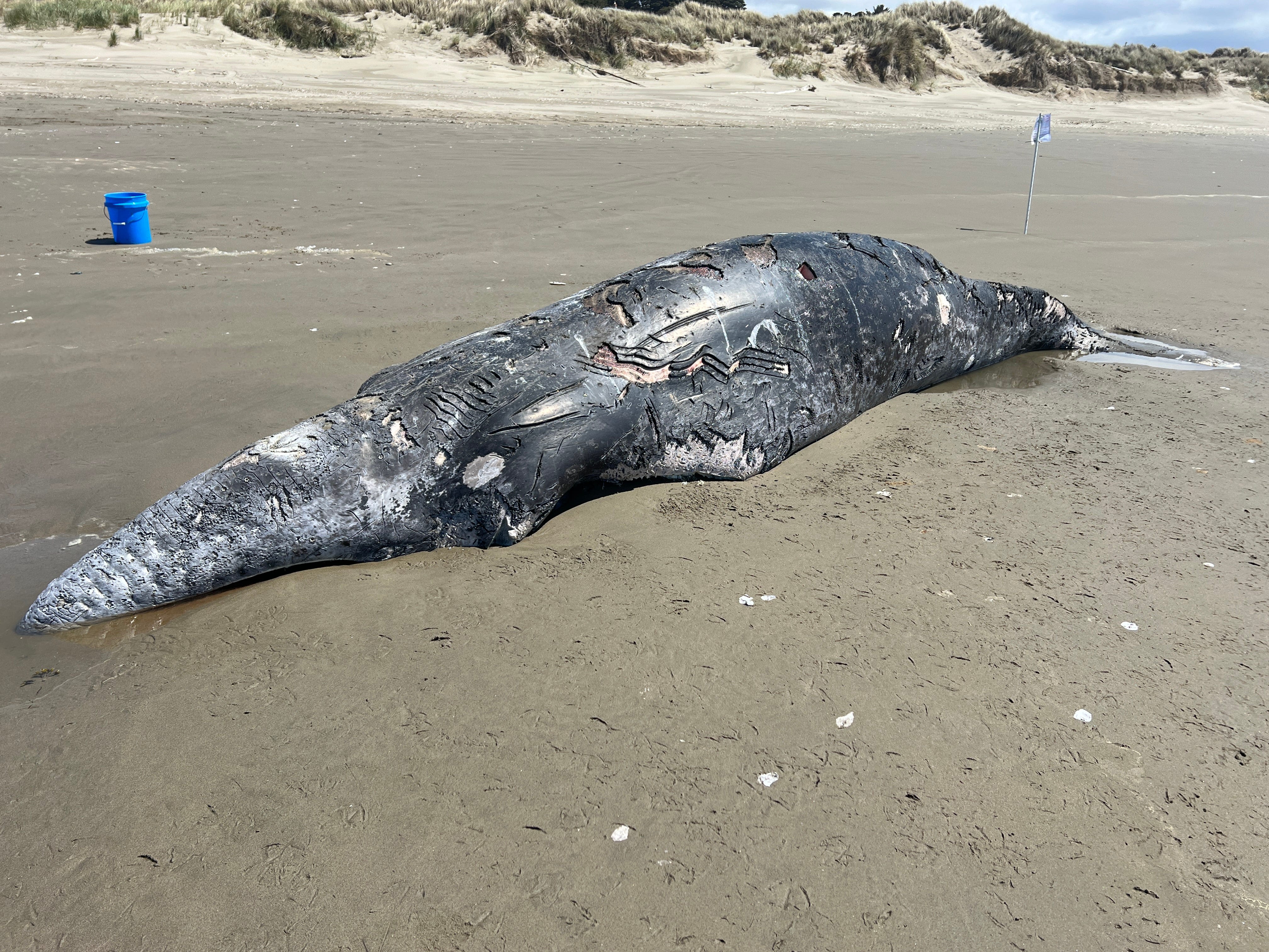 'Killer whale predation': Gray whale washes up on Oregon beach covered in tooth marks