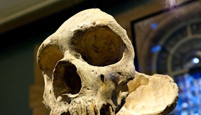 La genética desvela el final de los neandertales: no se extinguieron, los asimilamos