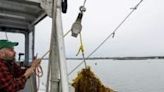 Smith hoists up a rope covered with algae at his farm in Atlantic waters off the Connecticut coast