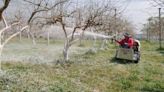 釋迦果樹噴碳酸鈣防「日燒」 部分農民憂成本增加仍觀望