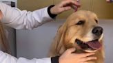 Bom Pra Cachorro: Pet truck reúne atividade interativa e orientação sobre saúde dos cães