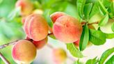 Why Your Fruit Trees Aren't Bearing Fruit—and How to Fix It