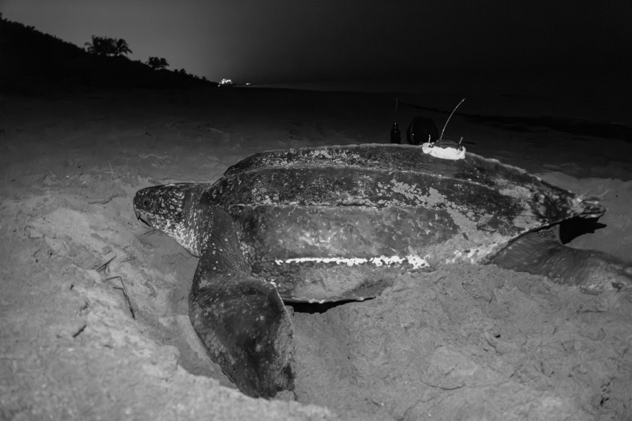 Move over sharks. Meet Windy, 5-foot leatherback sea turtle who pinged off Florida coast
