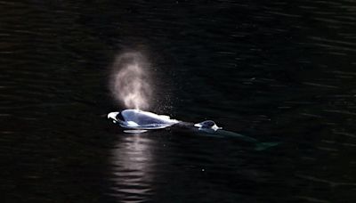 Orphan B.C. orca calf unseen since May 10 despite family sightings: researchers